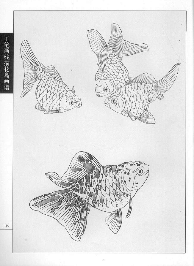 工笔画线描动物画谱之金鱼篇