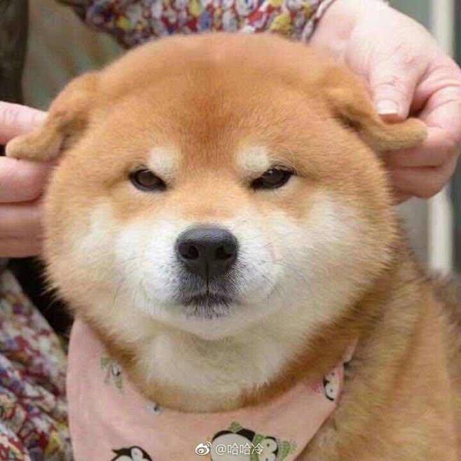 bongsu从心无痕丨转采于2019-04-20 12:54:39王之蔑视头像bongsu该