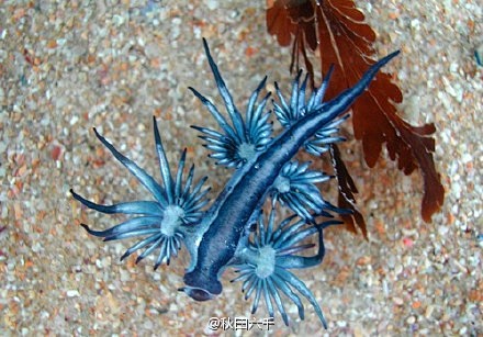大西洋海神海蛞蝓学名glaucusatlanticus也叫蓝龙或蓑海牛是一种蓝色