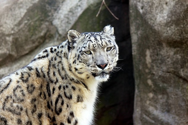 雪豹(snow leopard,在中国.