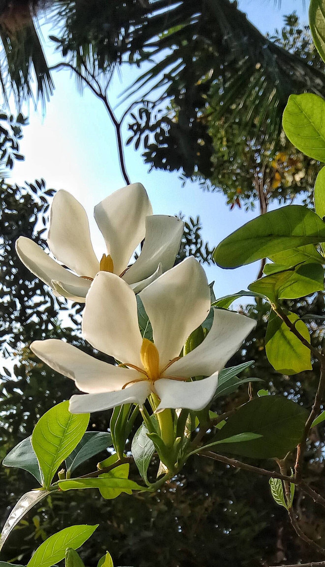 栀子花茜草科栀子属常绿灌木别名黄栀子山栀子银栀子水横枝