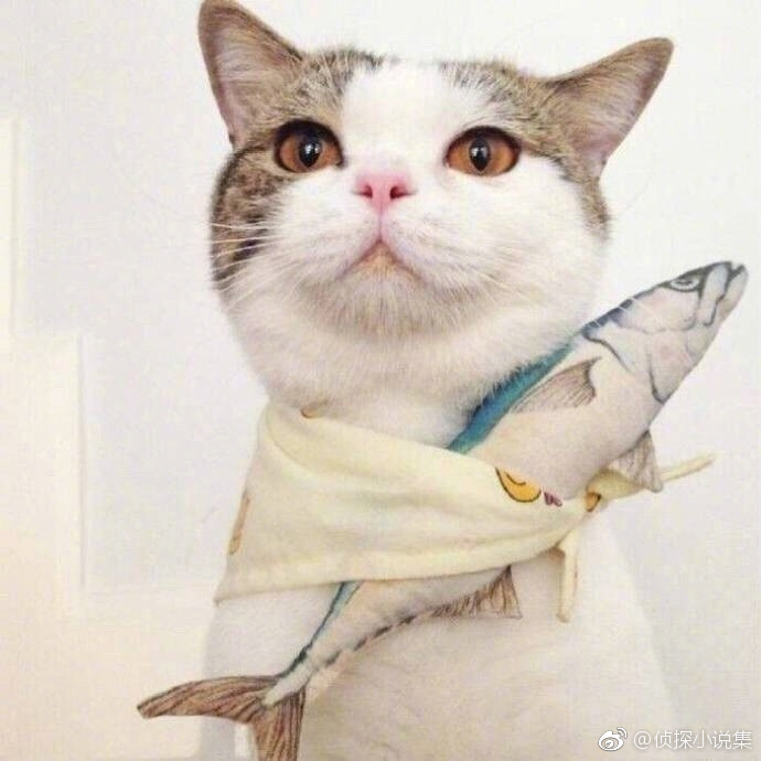 邵书雯
