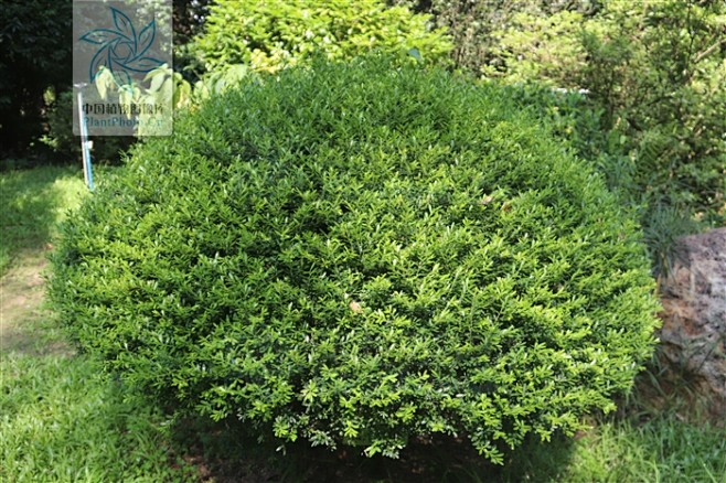 buxusbodinieri雀舌黄杨