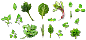 绿色树叶-菜叶子-背景png小元素