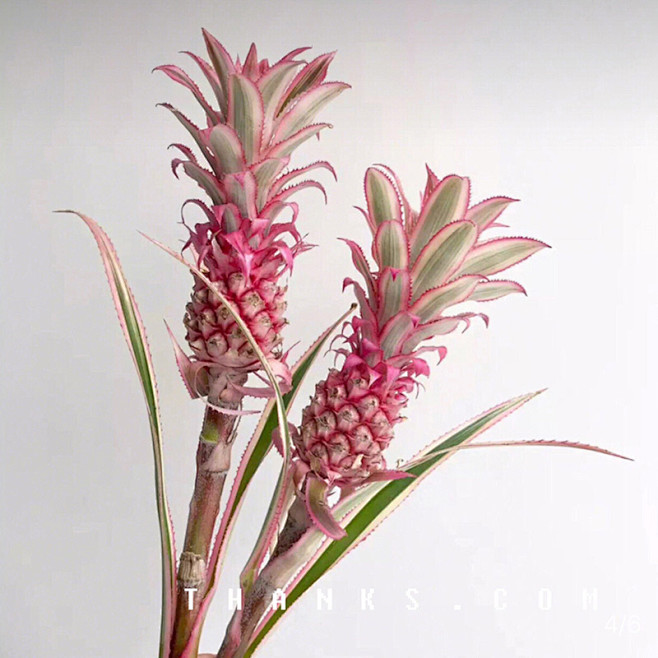 进口凤梨粉色小菠萝花家用鲜花可做干花ins拍摄道具包邮淘宝网