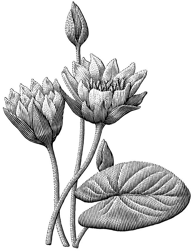 一起来看看他是怎么画的吧 这是由许多点和线组合而成的画 毛爷爷