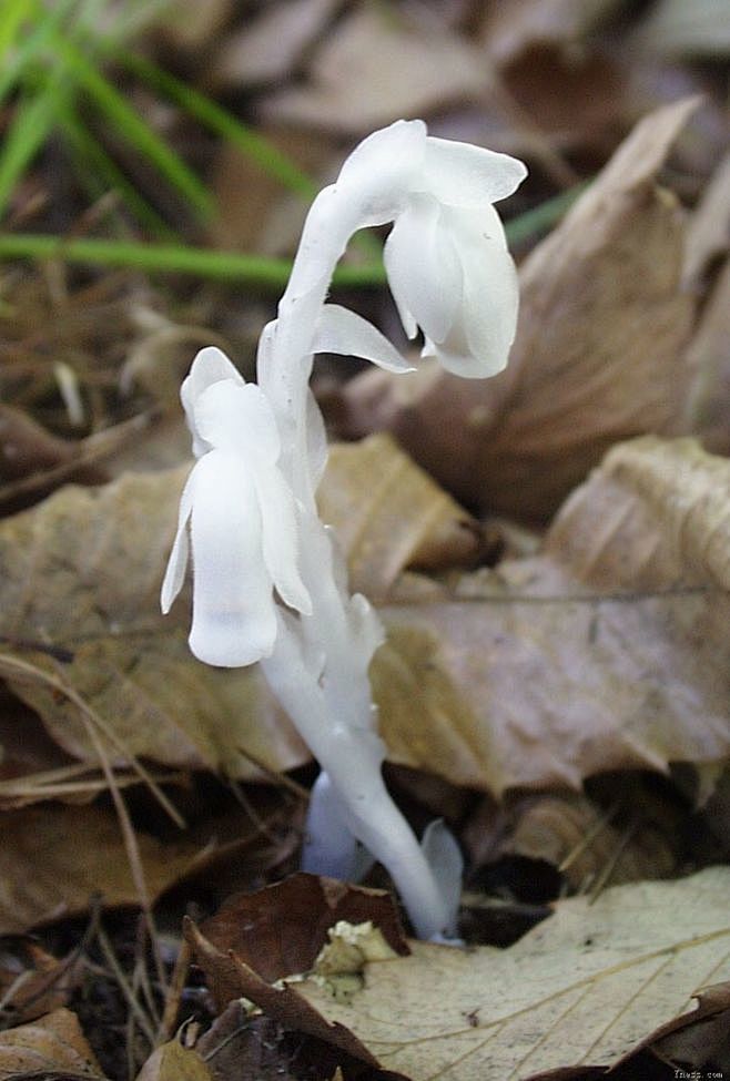 水晶兰