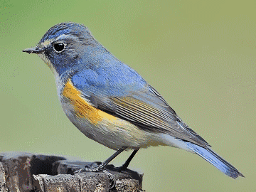 360_270gif 动态图 动图