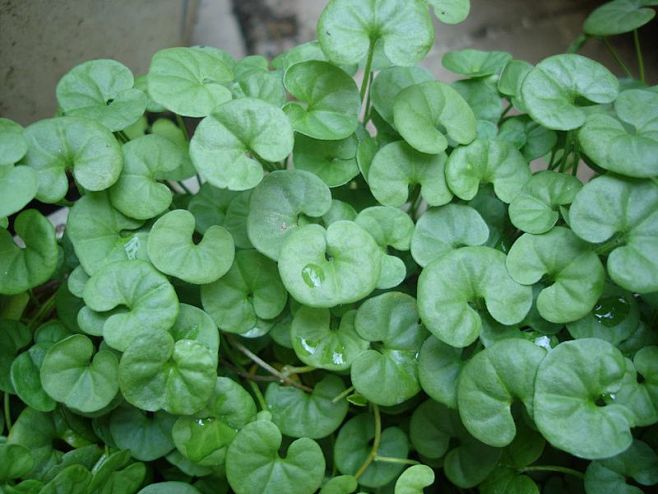 马蹄金别名小金钱草荷苞草肉馄饨草金锁匙铜钱草小马蹄金黄疸草