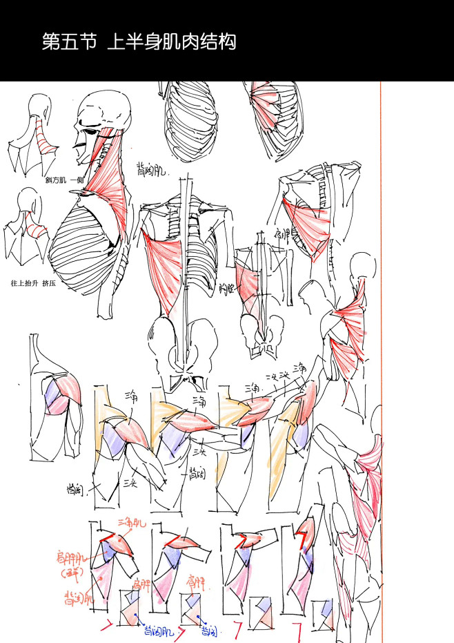 人体结构简化归纳总结