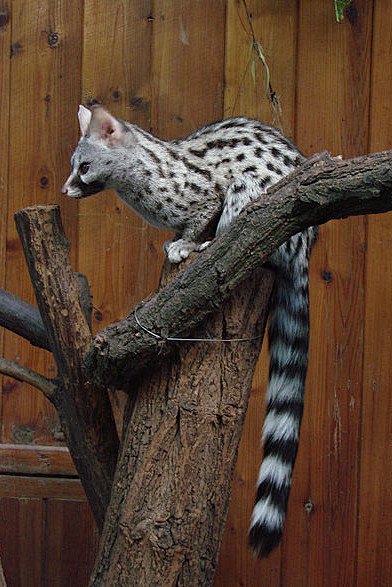 食肉目灵猫科安哥拉獛