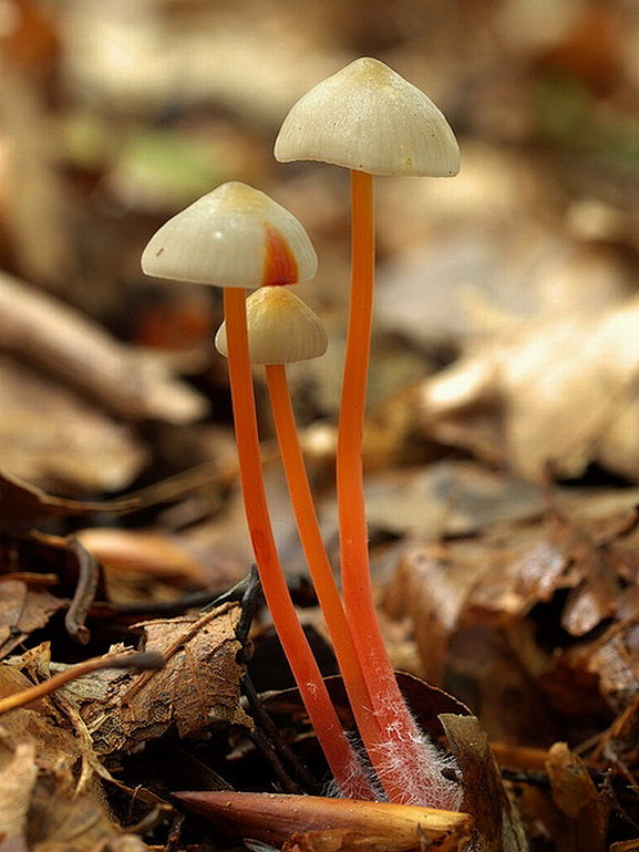 毒菌