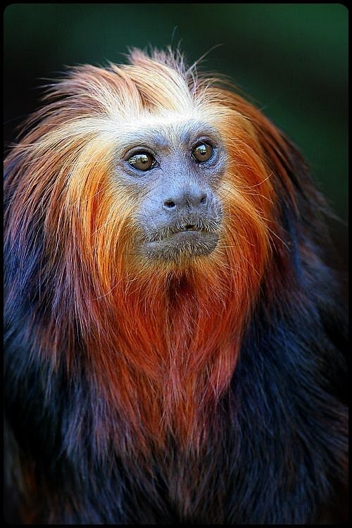 golden lion tamarin aka mico le00o