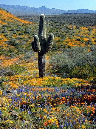 arizonawildflowersandcactus