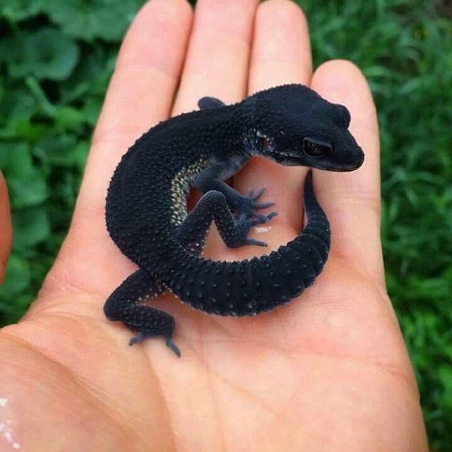 豹纹守宫变异基因黑夜67676767