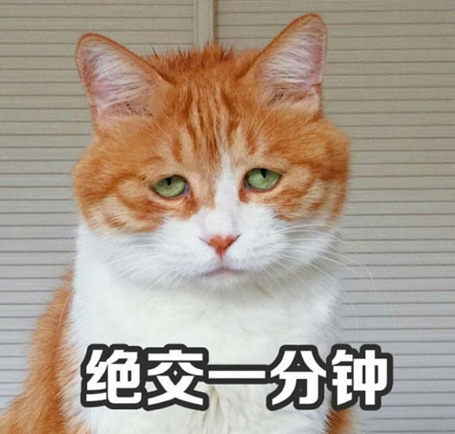 橘猫表情