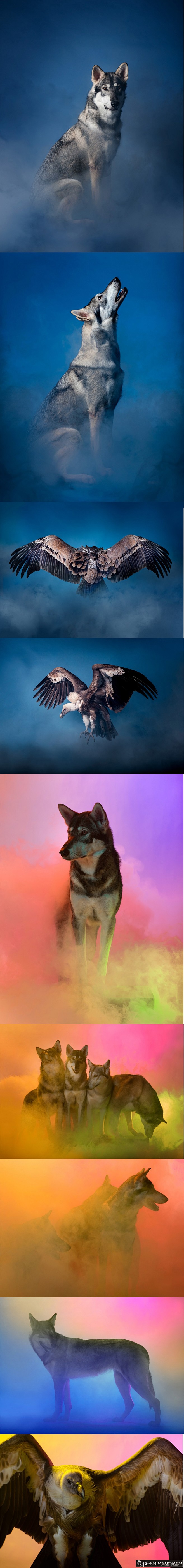 艺术摄影狼和老鹰创意摄影作品动物摄影大气动物摄影老鹰摄影嗷嗷叫的