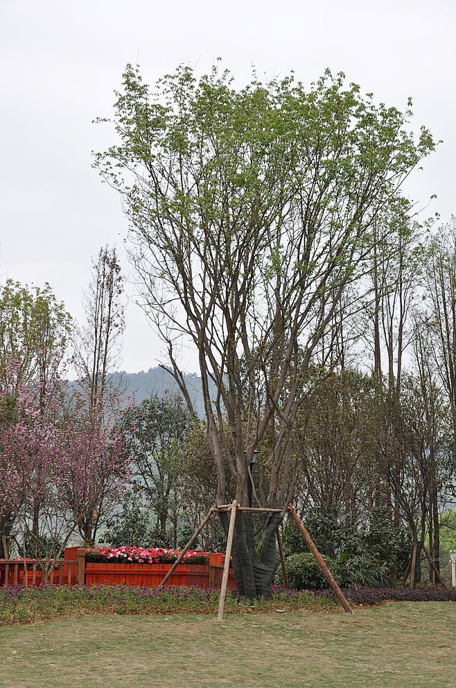 sally_feng从wandou3000转采于2019-07-17 17:13:56丛生茶条槭植物