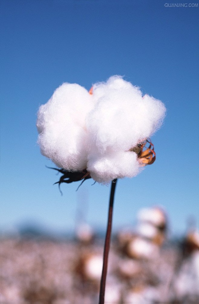 tiansheng368从像清晨的微风转采于2016-06-14 09:09:51棉花背景素材
