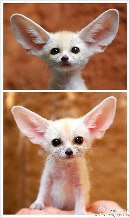 耳廓狐fennecfoxzootopia