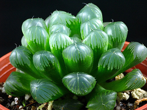 玉露haworthiaobtusavarpilifera是百合科十二卷属植物