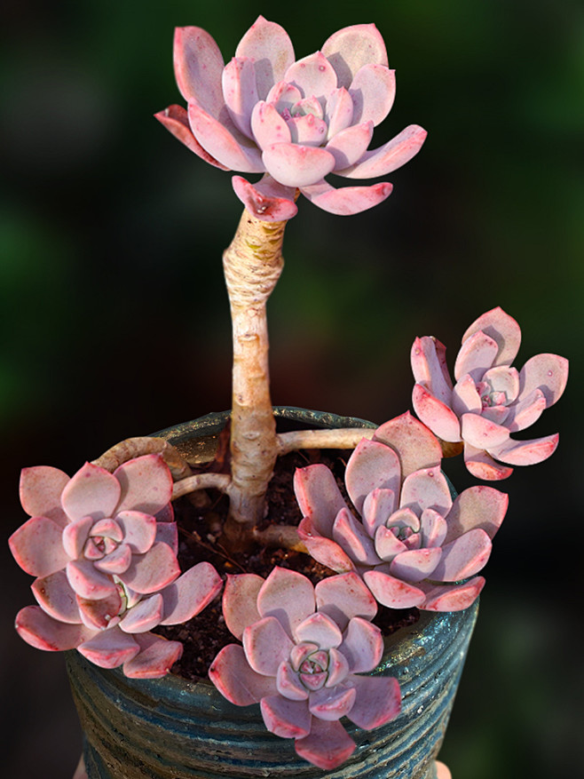 红粉佳人小老桩多肉植物纯露养一物一拍粗桩子向阳派多肉园艺淘宝网