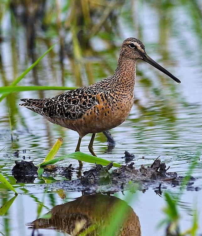 鸻形目鹬科长嘴半蹼鹬