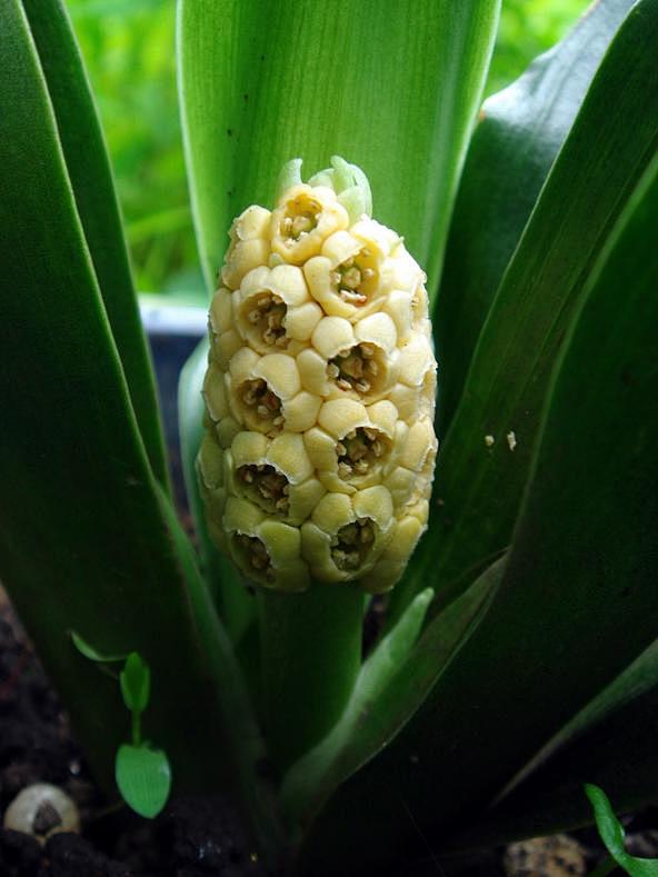 光影纪日从水之呼吸转采于2017-08-05 12:43:47万年青花草集光影纪日