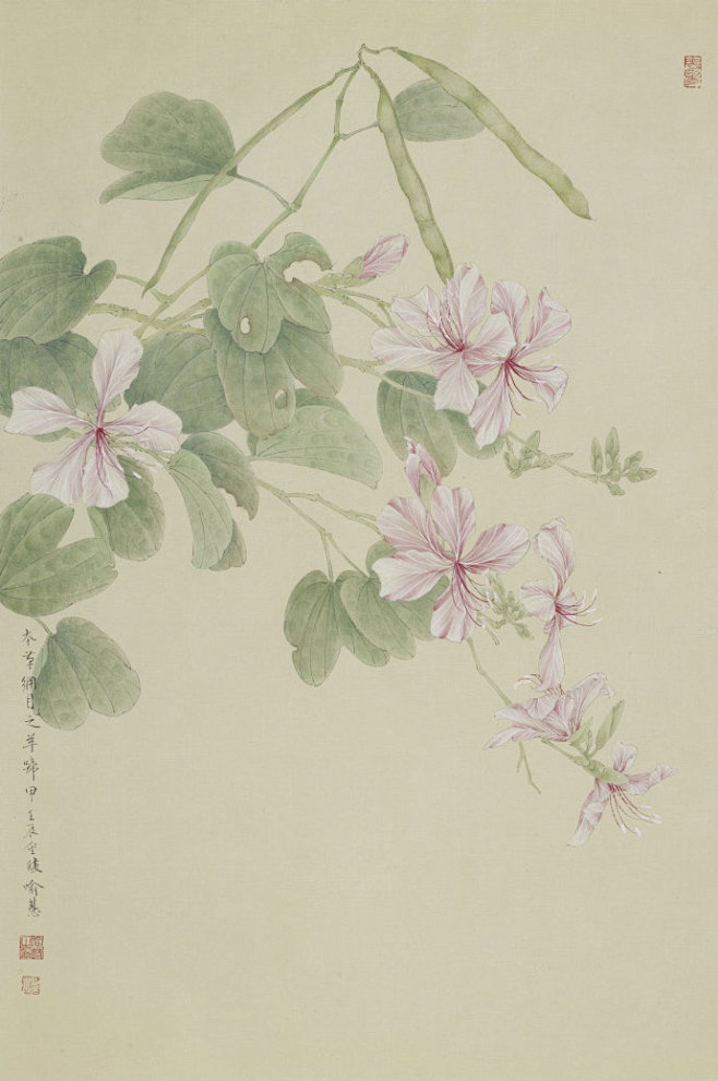 喻慧工笔花卉本草纲目专题系列