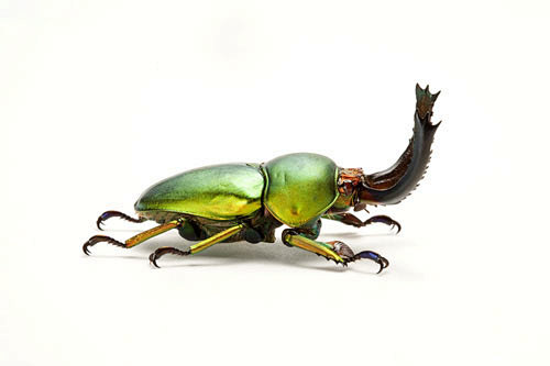 锹形虫甲虫昆虫鞘翅目印度尼西亚金锹