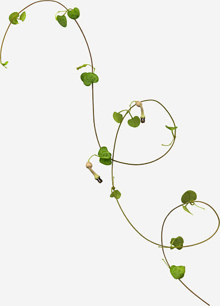 藤蔓绿色缠绕藤蔓