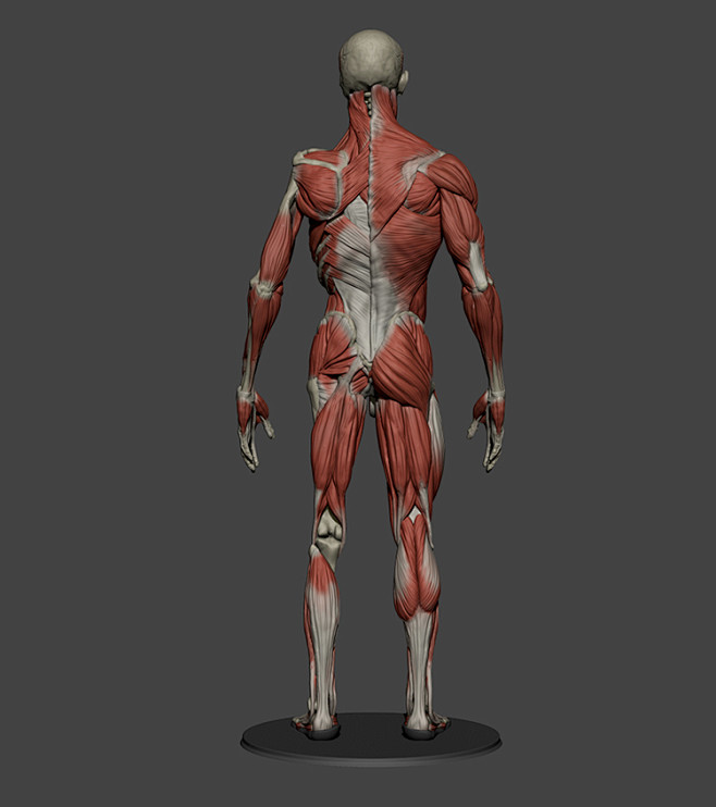 zbrush艺用人体解剖模型cg大神grassetti作品肌肉与骨骼可分开淘宝网