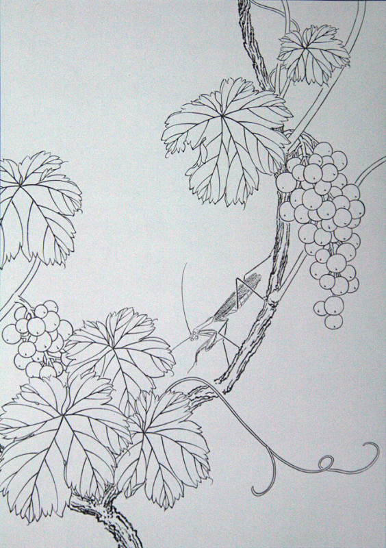 泡沬采集于2015-11-30 09:45:12工笔线描稿之葡萄植物白描画集泡沬该
