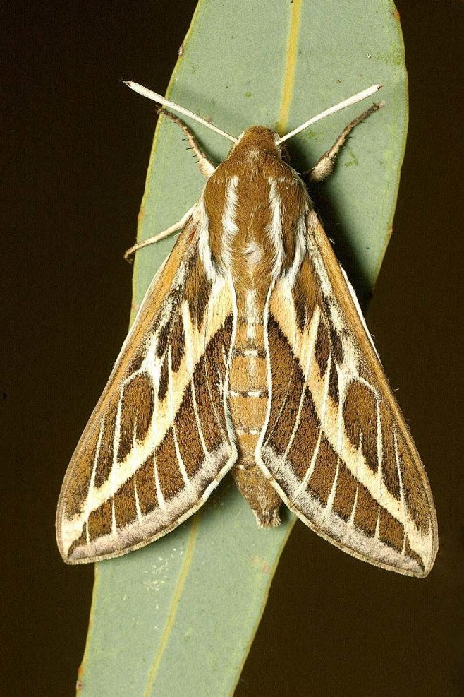 鳞翅目天蛾总科天蛾