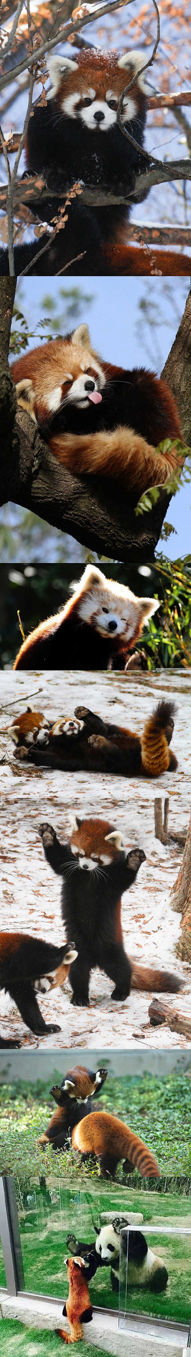 小熊猫又叫红熊猫属于小熊猫科小熊猫属像猫但比猫肥喜欢吃甜食爱干净