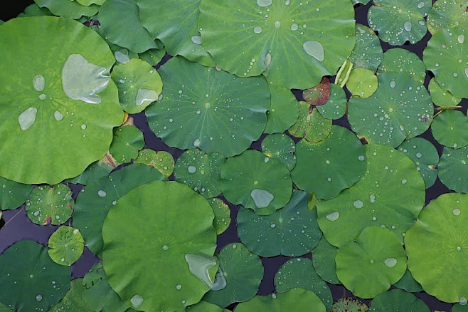 荷叶特写图片素材idvcg211286873220