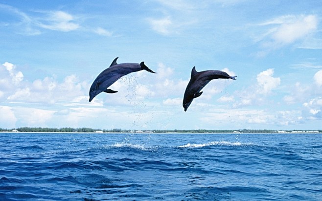 海洋精灵海豚高清桌面壁纸桌面壁纸3