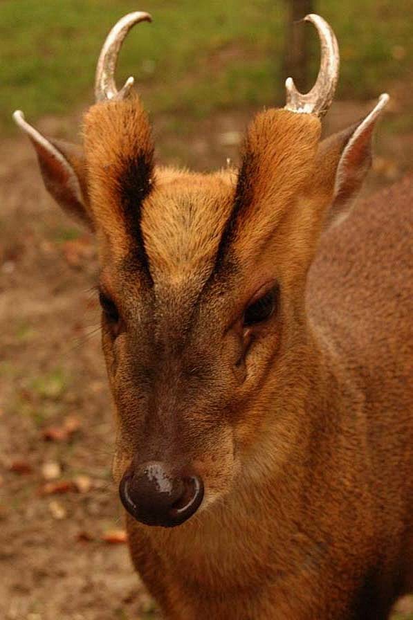 偶蹄目反刍亚目鹿科黄猄