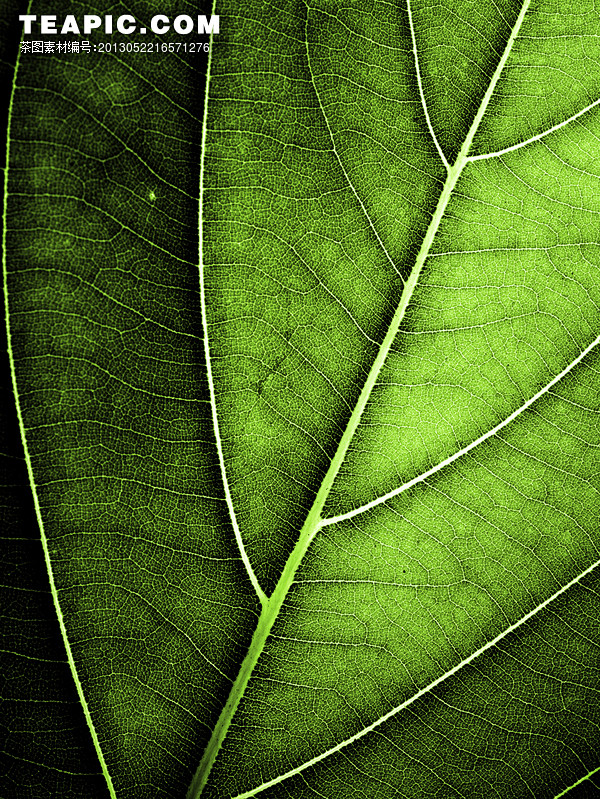 18:58:57[绿色叶子表面纹理高清图片素材4]材质innerpe同采自www