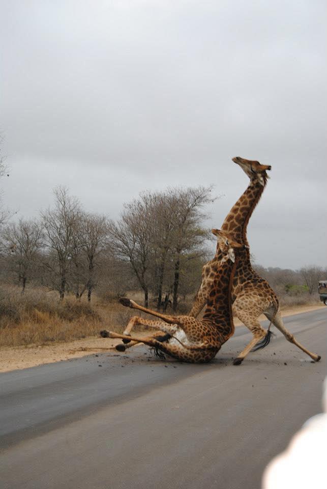 长颈鹿打架