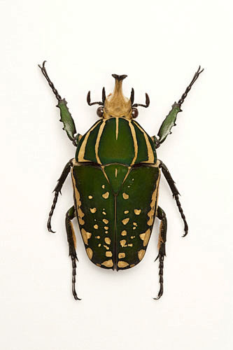 金龟子甲虫昆虫鞘翅目花金龟波丽菲梦斯角金龟