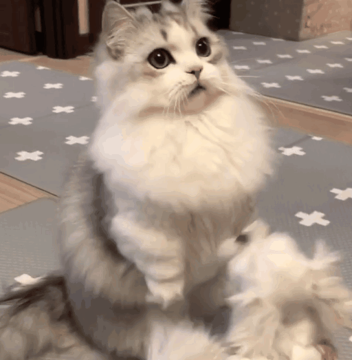 512_523gif 动态图 动图