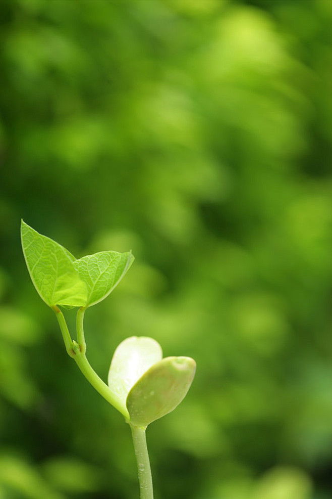 綠色背景植物嫩芽高清圖片圖片