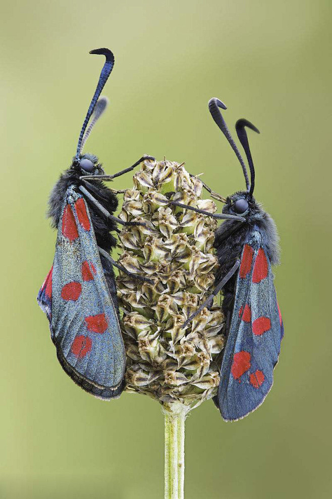 鳞翅目斑蛾总科斑蛾