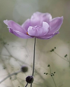 ·菩提心·采集到《花影迷离》