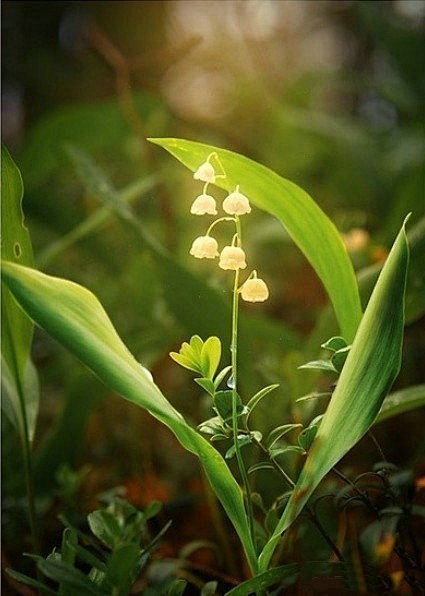 鈴蘭花的花語是幸福傳說只要收到鈴蘭花就會受到幸運之神的照顧