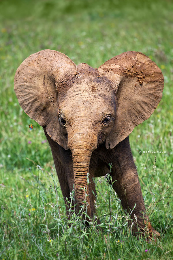 heartwarmingelephantphotography