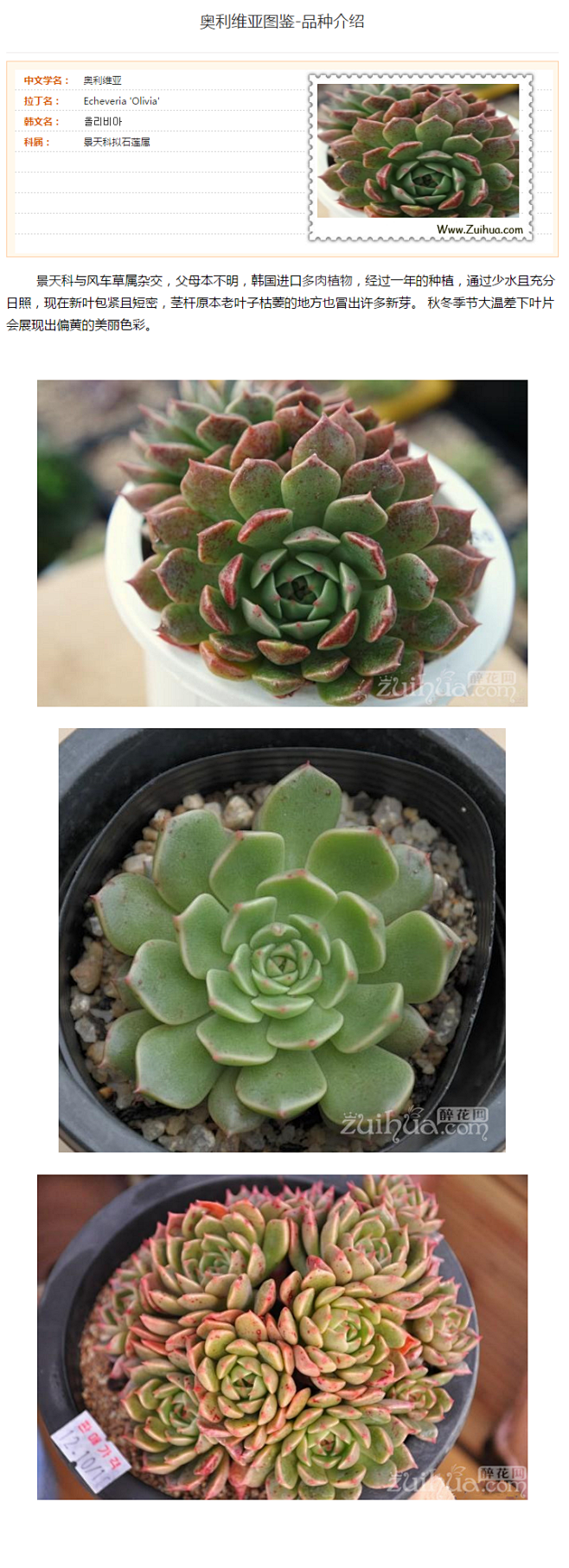 奥利维亚怎么养多肉植物奥利维亚介绍oliva浇水繁殖方法景天科醉花网