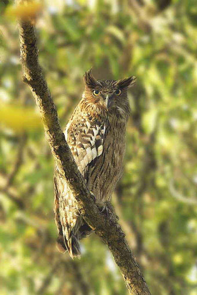 鸮形目鸱鸮科所罗门鸮属褐渔 