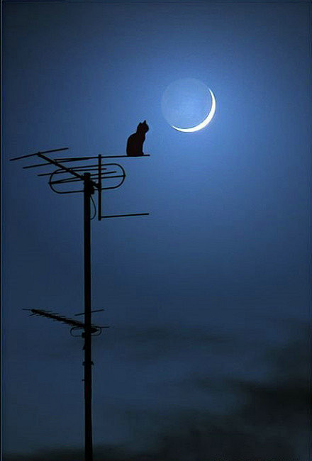 猫夜色静谧